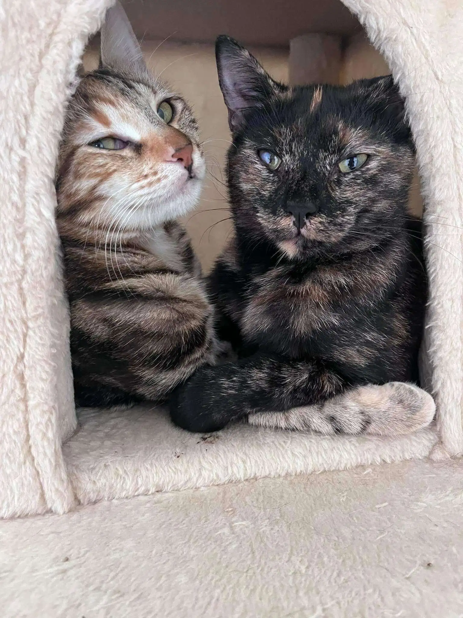 Two cats in the care of the MSPCA, Malta